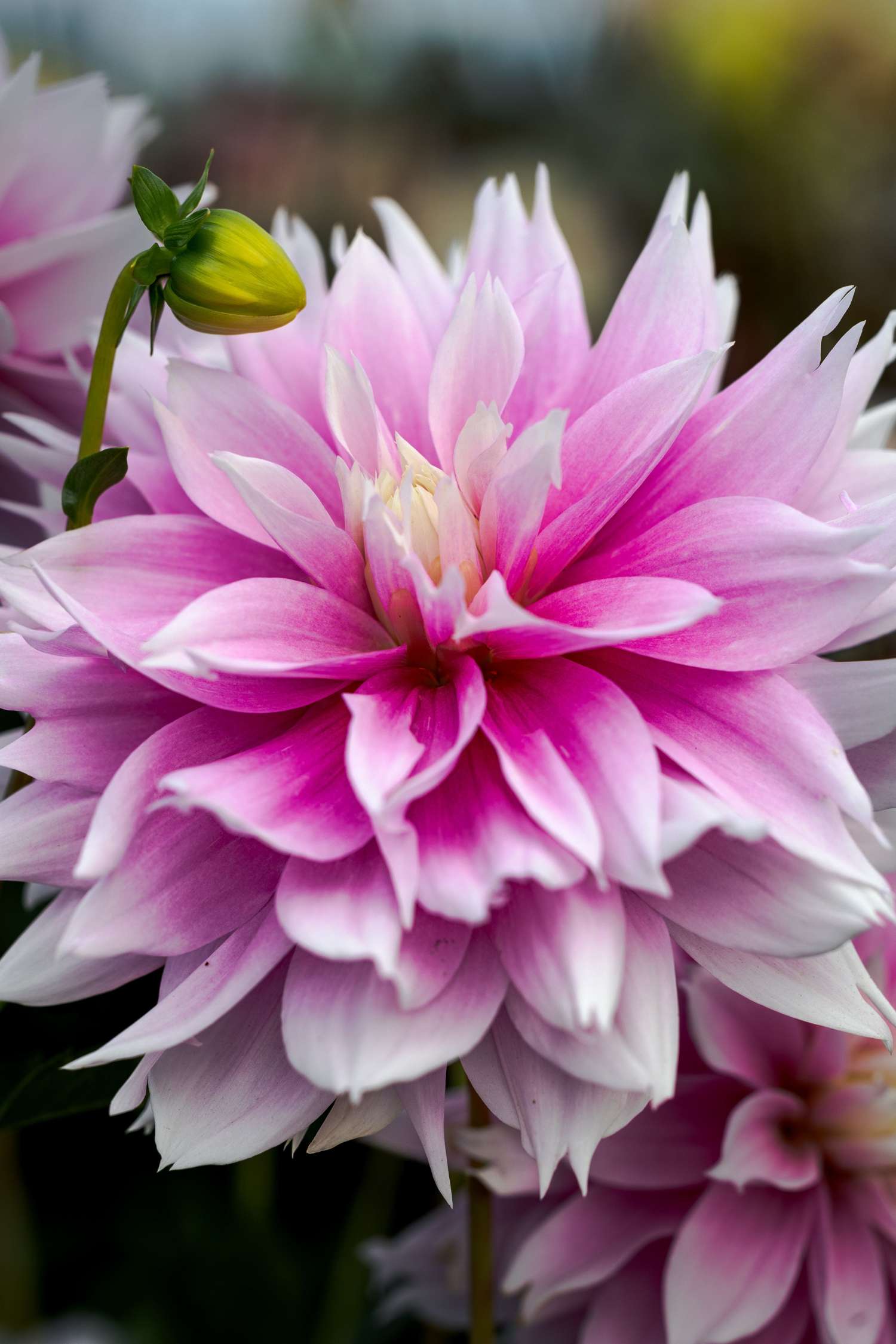 Dahlie 'Evanah'